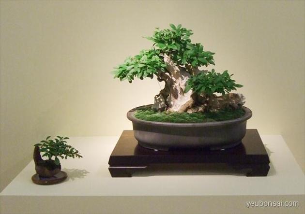 Bonsai, cây cảnh nghệ thuật, cay canh nghe thuat, cây thế, cay the, triển lãm cây cảnh nghệ thuật, trien lam cay canh nghe thuat